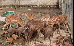 Làm giàu từ "nuôi con đặc sản"