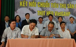 Doanh nghiệp ký kết hợp đồng tiêu thụ hơn 30.000 con lợn VietGAHP 