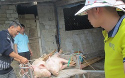 Chỉ 25.000 đồng/kg, giá lợn thấp nhất trong lịch sử bằng giá khoai lang