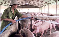 Giá cả thị trường hôm nay (12.5): Giá lợn hơi lại quay đầu giảm sốc