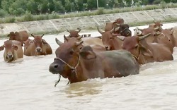 "Thiên đường" nhốt bò lý tưởng của nông dân Quảng Ngãi