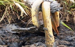 Chuyện nhà nông : Cao thủ dùng tay không bắt lươn đồng ở Vĩnh Long