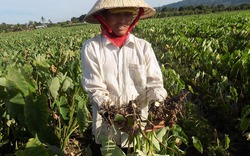 Hàng trăm ha khoai sáp thối gốc và củ, nông dân "khóc ròng"