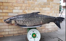Cá trắm đen nặng 41 kg dài 1,5m trên sông Đà