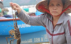 Tôm hùm chết hàng loạt trên biển Phú Yên, thiệt hại hàng trăm tỉ đồng