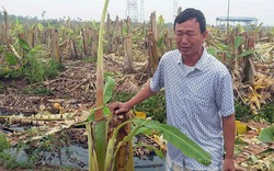 Vụ phá nát vườn chuối tiền tỷ ở Hải Phòng: Hội Nông dân lên tiếng