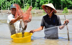 Những tỉ phú nuôi sò huyết dưới tán rừng U Minh