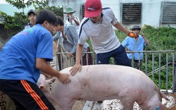 Giá lợn giảm sốc, có nên mạo hiểm tái đàn đón “sóng” dịp cuối năm