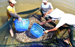 Quảng Nam có mô hình nuôi tôm siêu thâm canh trong nhà kính