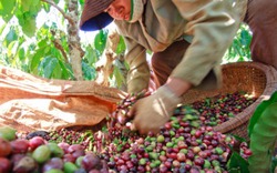 Giá cả thị trường hôm nay (13.5): Giá cà phê lấy lại đà tăng duy trì mức 43.200 đến 43.700đ/kg