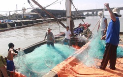 Hậu Formosa: Bộ NN&amp;PTNT lý giải việc chưa khai thác hải sản tầng đáy