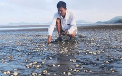 Nghêu chết trắng ở Kiên Giang: Nhiều chỉ tiêu nước biển vượt ngưỡng