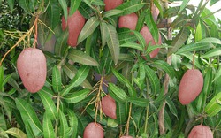 Bí quyết trồng xoài Hồng Vân trái đẹp, thơm ngon lãi 50 triệu đồng/vụ