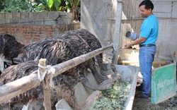 Thành công nhờ liều mạng nuôi đà điểu