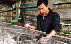 Triệu phú thỏ vùng gió Lào, cát trắng