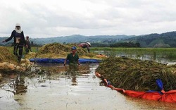 Mưa lũ bất thường ở Tây Nguyên phá hủy gần 1.500ha cây trồng