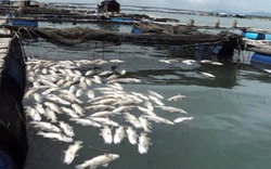 Cá chết hàng loạt thiệt hại hơn chục tỉ đồng, làng cá bè Long Sơn lao đao