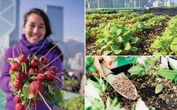 5 mô hình trang trại trồng rau trên sân thượng ưu việt nhất thế giới