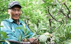 Vườn mãng cầu tiền tỉ giữa đồi núi khô cằn