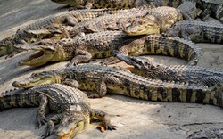 Giá cả thị trường hôm nay: Cá sấu chỉ còn 65.000 đồng/kg, người nuôi cũng mong “giải cứu”