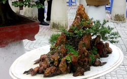 Clip: 100 cây Bonsai độc, lạ hút du khách tại An Giang
