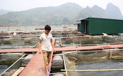 Thu nhập tiền tỉ từ nuôi cá sạch theo VietGap trên sông Đà