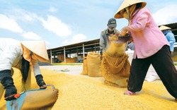 Lúa gạo Việt: Chật vật trên đồng làng, chông chênh nơi biển lớn