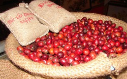 Giá cả thị trường hôm nay (24.5): Nguồn cung tăng đẩy giá cà phê lao dốc