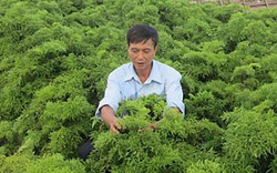Những vườn đinh lăng cho thu nhập tiền tỉ ở Nam Định