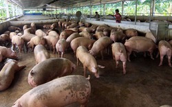 Dư thừa 2,5 triệu con dẫn tới giá lợn giảm sốc, ai được hưởng lợi?