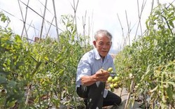 Nguyên nhân bệnh xoăn lá virus trên cà chua ở Lâm Đồng phát triển mạnh