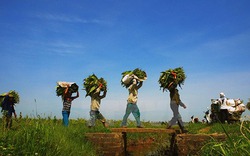 Cận cảnh quy trình thu hoạch thuốc lào ở Hải Phòng