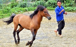 Về vùng đất ngựa Bắc Hà ngắm chiến mã nghìn đô tung vó