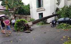 Nhiều tuyến phố ngập sâu, cây đổ sau mưa lớn ở Hà Nội