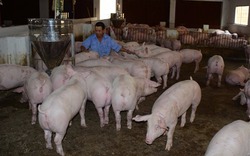 Yên Bái tìm giải pháp cứu người nuôi khi giá lợn giảm sốc