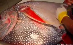 Video Clip: Mổ thịt con cá độc nhất thế giới - Các nhà khoa học phải gọi là thánh cá 
