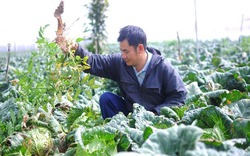 Những nông dân lên đời tỉ phú nhờ trồng rau công nghệ cao