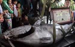 Cần thủ Việt liên tục câu được cá ngừ “khủng” trên vùng biển Trường Sa