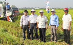 Thiếu liên kết cánh đồng mẫu lớn khó thành