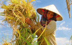 Hạt gạo Việt thấm đẫm mồ hôi trên cánh đồng nắng cháy