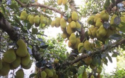 Chiêm ngưỡng cây mít với gần 500 quả ở Quảng Ngãi