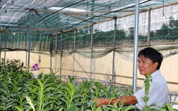 ‘Đột nhập’ trang trại hoa lan lớn nhất miền Trung 