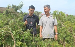 Bí quyết thu trăm triệu nhờ trồng đinh lăng của nông dân Nam Định