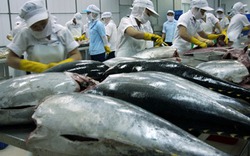 Xuất khẩu cá ngừ Việt Nam tăng trưởng ấn tượng chinh phục 79 thị trường