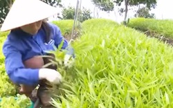 Phát triển mô hình trồng rau hữu cơ ở Hà Nội