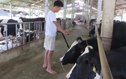 Liên kết chăn nuôi bò sữa hướng đi mới ở Trác Văn