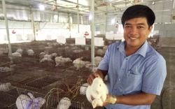 Bí quyết nuôi thỏ trong thành phố thu trên 100 triệu đồng mỗi năm