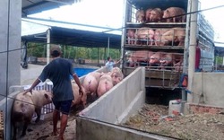 Giá lợn bật tăng, thương lái lùng mua lợn xuất đi Trung Quốc 