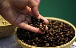 Giá cả thị trường hôm nay (02.6): Giá cà phê sẽ biến động bất thường trong tuần này 