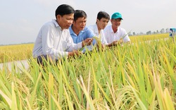 Trồng lúa hữu cơ mở hướng đột phá cho lúa gạo Việt